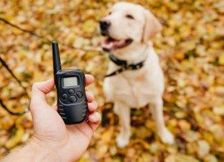 What are the best dog training collars? Educator E training dog collar 2