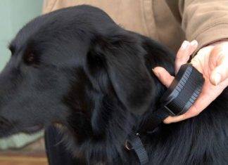 When should you start shock collar training? When should you start shock collar training 1