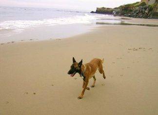 Off Leash Dog Training Off Leash Dog Training