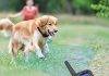 Dog Training Collar Shock with Remote Rechargeable Dog Shock Collar with Remote