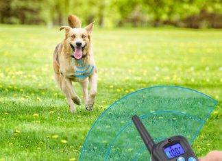 Felyong Dog Training Collar with Remote Felyong Dog Training Collar with Remote – Affordable and Feature Packed