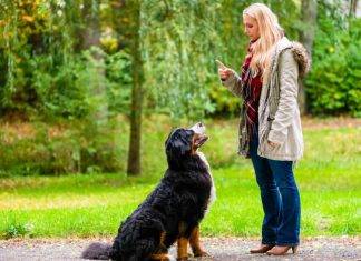 PATPET Dog Shock Collar with Remote PATPET Dog Shock Collar with Remote Waterproof Dog Training Collar Review