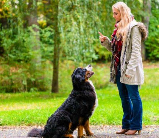 PATPET Dog Shock Collar with Remote PATPET Dog Shock Collar with Remote Waterproof Dog Training Collar Review