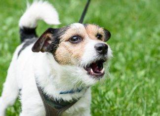 Why Dogs Bark Why Dogs Bark