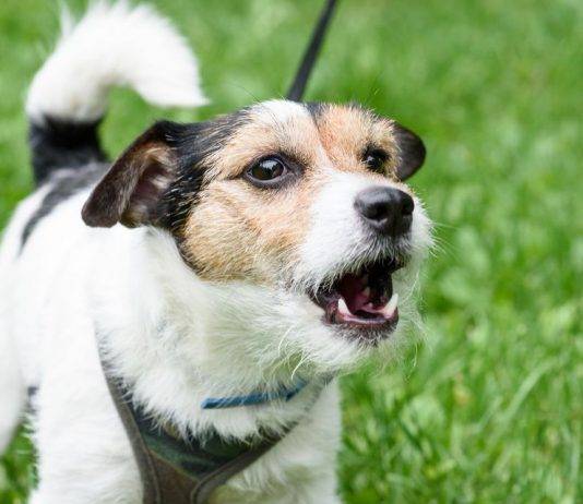 Why Dogs Bark Why Dogs Bark