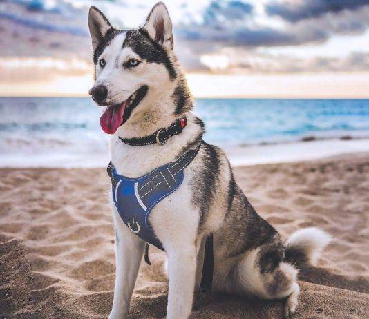 BABYLTRL Big Dog Harness BABYLTRL Big Dog Harness – Best for night use