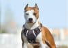 BABYLTRL Big Dog Harness No Pull Adjustable BABYLTRL Big Dog Harness