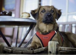 Best Pet Supplies Voyager Step-In Air Dog Harness Voyager Step in Air Dog Harness