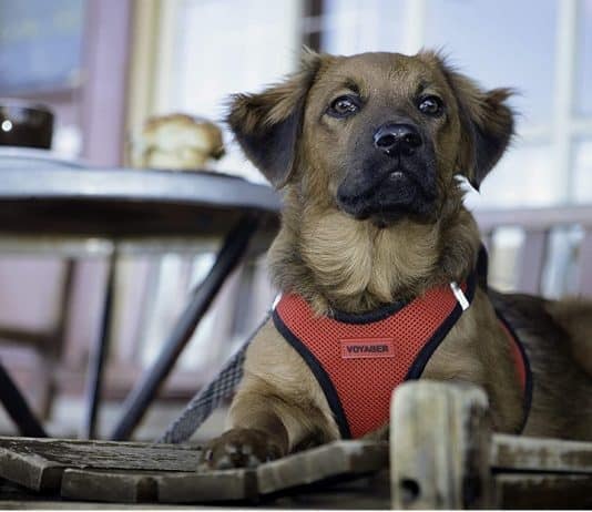 Best Pet Supplies Voyager Step-In Air Dog Harness Voyager Step in Air Dog Harness