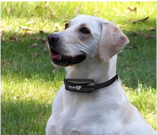 Havahart Wireless Dog Fence Radial Havahart Wireless Dog fence