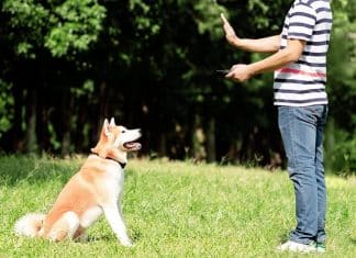 Peston Dog Training Collar Peston Dog Training Collar