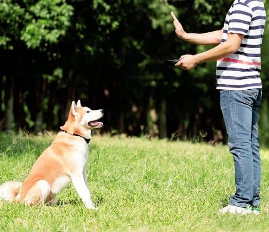 Peston Dog Training Collar Peston Dog Training Collar