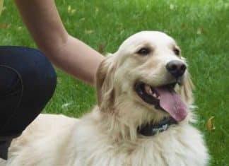 Havahart Wireless Dog Fence Havahart Wireless Dog Fence 2021