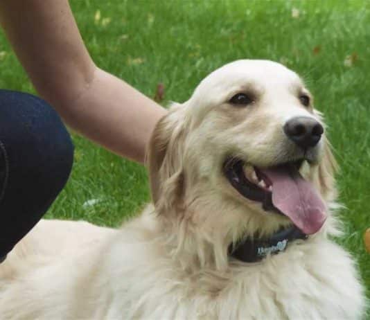 Havahart Wireless Dog Fence Havahart Wireless Dog Fence 2021