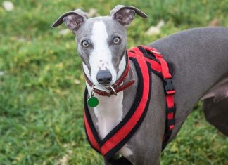 Spook Harness For Greyhounds Spook Harness For Greyhounds