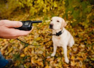 Best Shock Collar for Golden Retriever Best Shock Collar for Golden Retriever