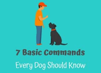 What Are The 7 Basic Dog Commands What Are The 7 Basic Dog Commands