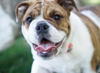 Best Bulldog Harness Best Bulldog Harness