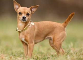Best Chihuahua Barking Collar Best Chihuahua Barking Collar