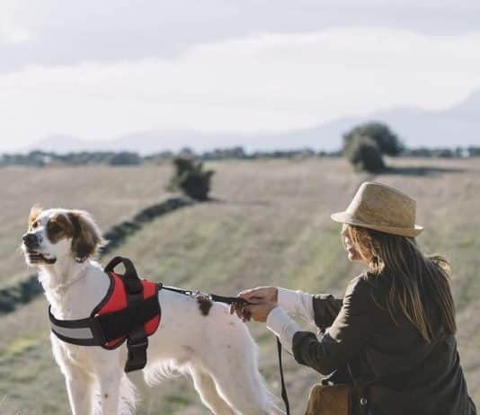 Creations Capitol Dog Harness Creations Capitol Dog Harness