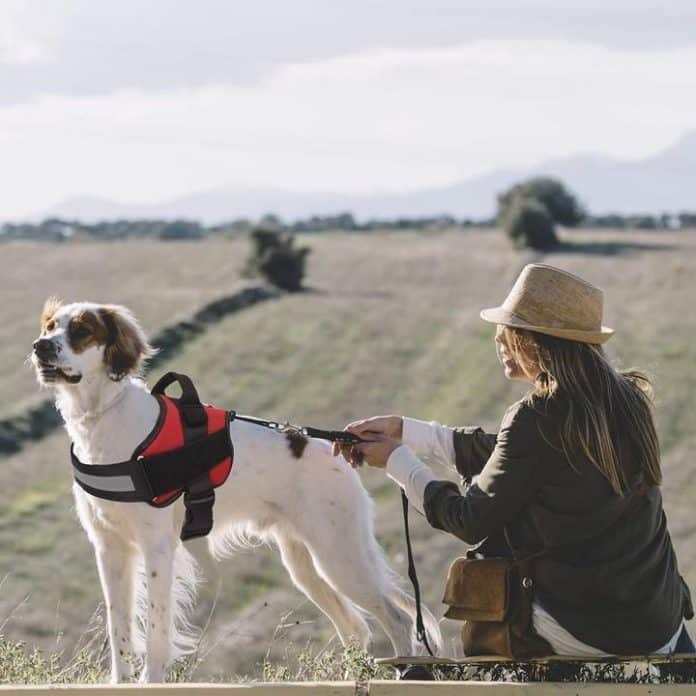 Creations Capitol Dog Harness