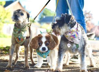 Dog Collar That Blows Air Dog Collar That Blows Air