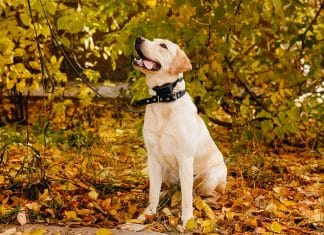 AUTHEN Dog Bark Collar Review AUTHEN Dog Bark Collar