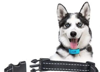 PAWIOUS Bark Collar for Dogs PAWIOUS Bark Collar for Dogs