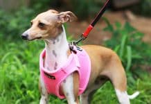 Puppia Vest Harnesses Puppia Vest Harnesses