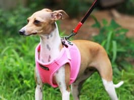 Puppia Vest Harnesses Puppia Vest Harnesses