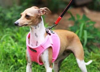 Puppia Vest Harnesses Puppia Vest Harnesses