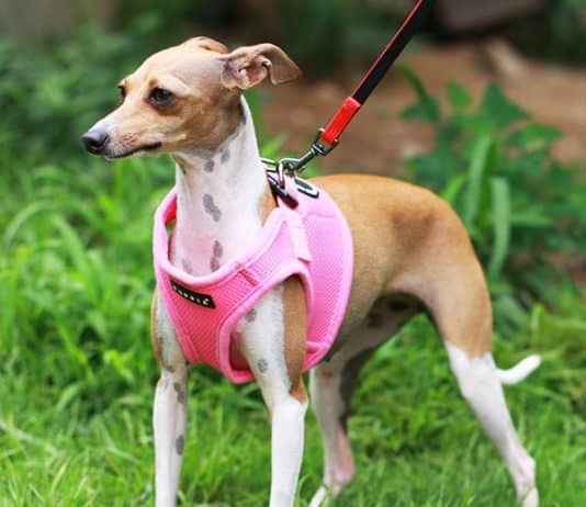 Puppia Vest Harnesses Puppia Vest Harnesses