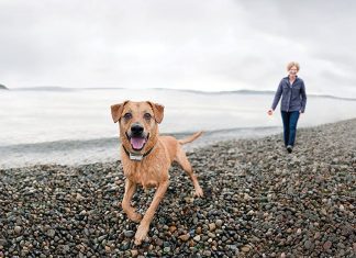 PetSafe Bark Control Collar PetSafe Elite Bark Control Collar 1