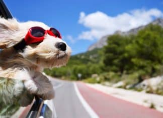 Tips for road trips with dogs Tips for road trips with dogs