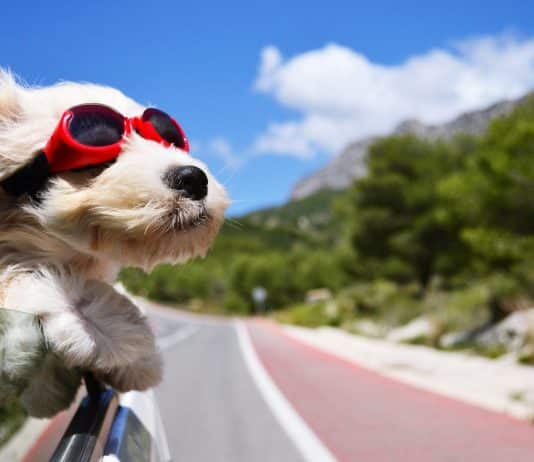 Tips for road trips with dogs Tips for road trips with dogs