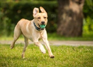 Dogs are naturally very active pets very active pets