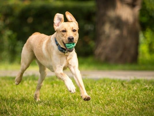 Dogs are naturally very active pets very active pets