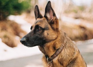 Best Bark Collar For German Shepherd Our Top Picks Bark Collar For German Shepherd