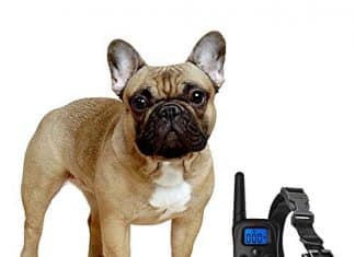 Best Shock Collar for French Bulldog exuby shock collar for small dogs with remote includes 2 collars small