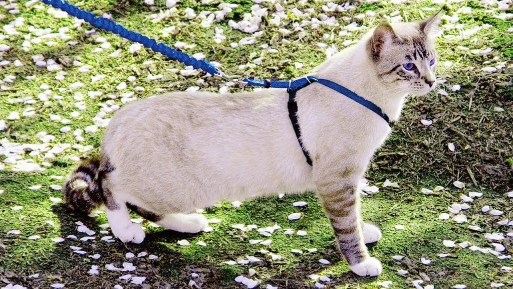 Can I Use A Cat Leash For My Small Dog?