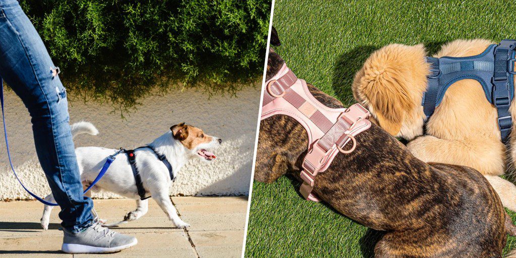 Do Dogs Pull More With A Harness?