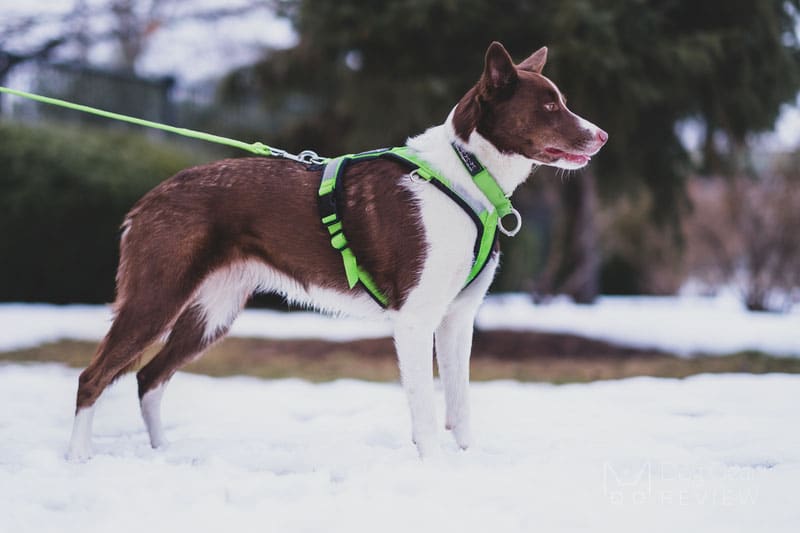 Do Dogs Pull More With A Harness?