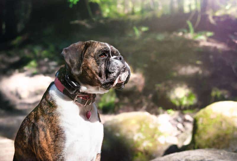 Do Vibration Collars Stop Barking?