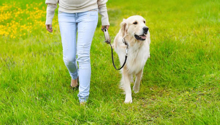 How Do I Get My Dog To Stop Pulling On The Leash?