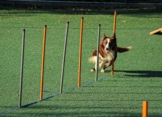 How Do I Stop Territorial Barking? how do i stop territorial barking 3