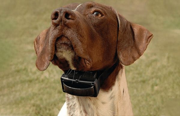 How Do You Introduce A Dog To A Bark Collar?