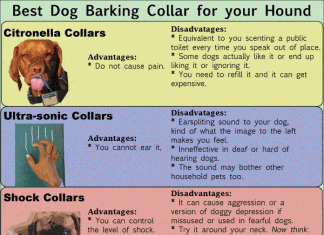 How Do You Introduce A Dog To A Bark Collar? how do you introduce a dog to a bark collar 1