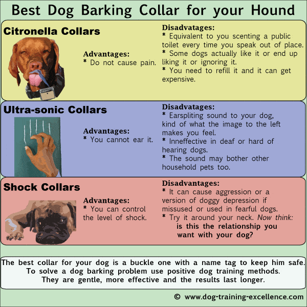 how do you introduce a dog to a bark collar 1