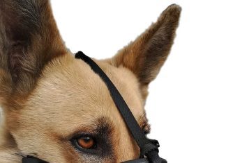 Is A Muzzle Or Bark Collar Better? is a muzzle or bark collar better 3