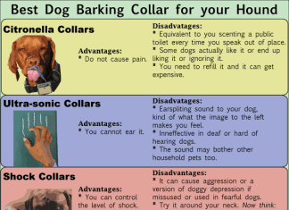 Should A Dog Wear A Bark Collar All The Time? should a dog wear a bark collar all the time 2